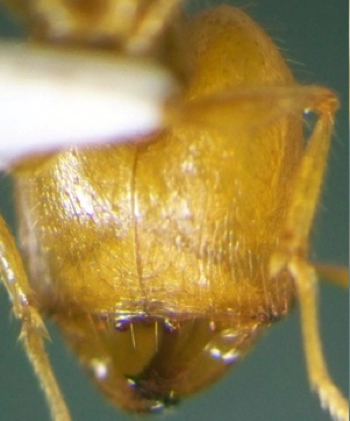 aeberlii