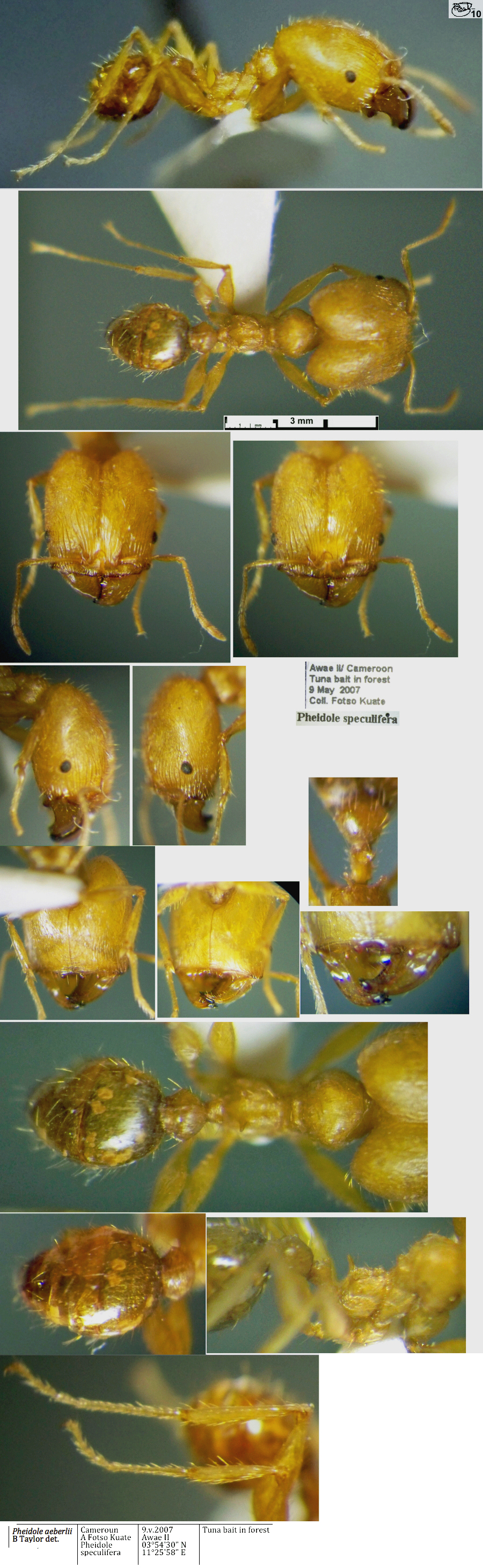 {Pheidole aeberlii major}