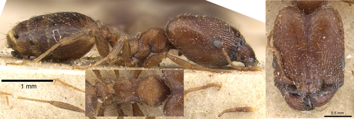 {Pheidole akermani}