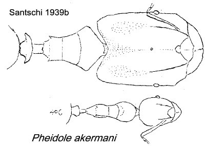 {Pheidole akermani}