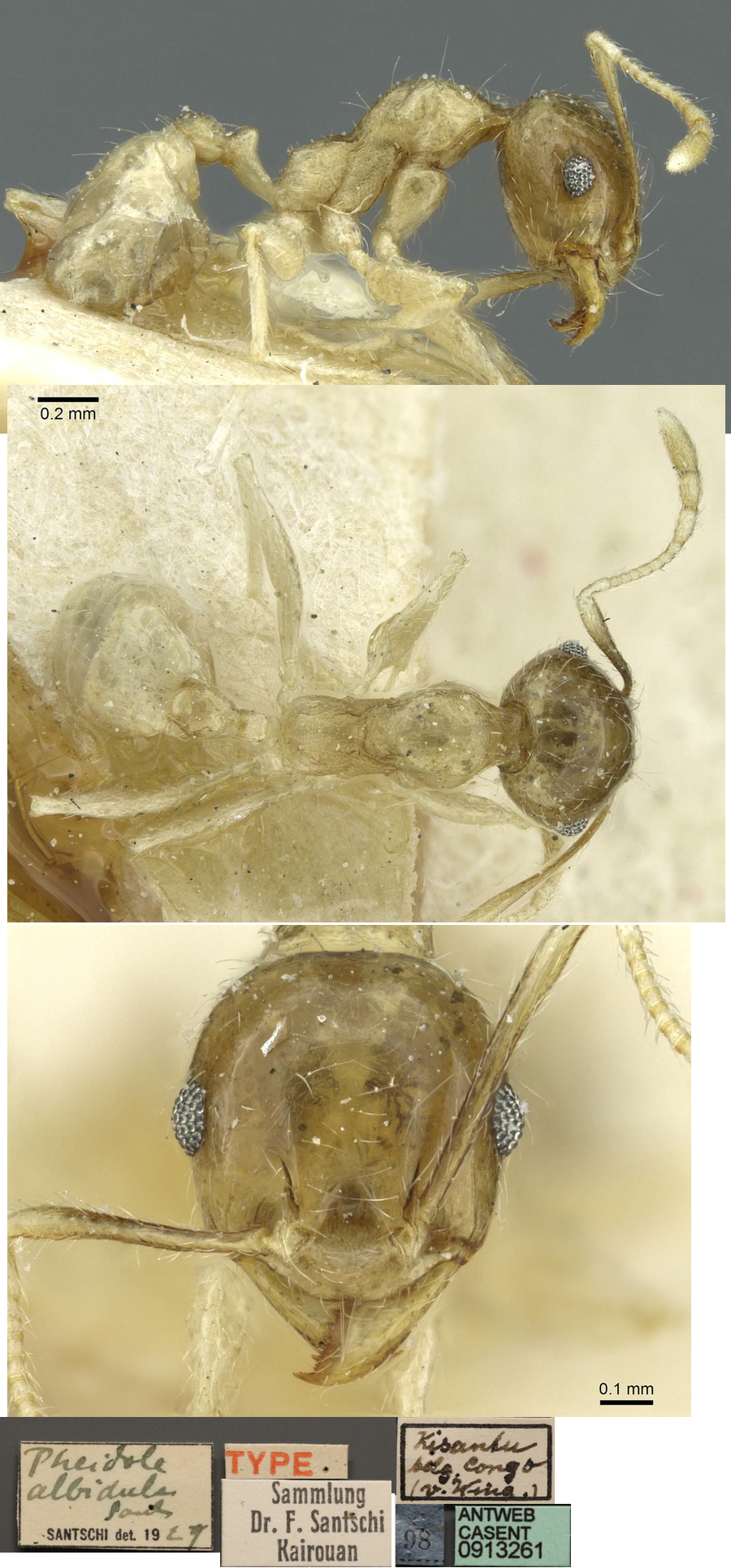 {Pheidole albidula minor}