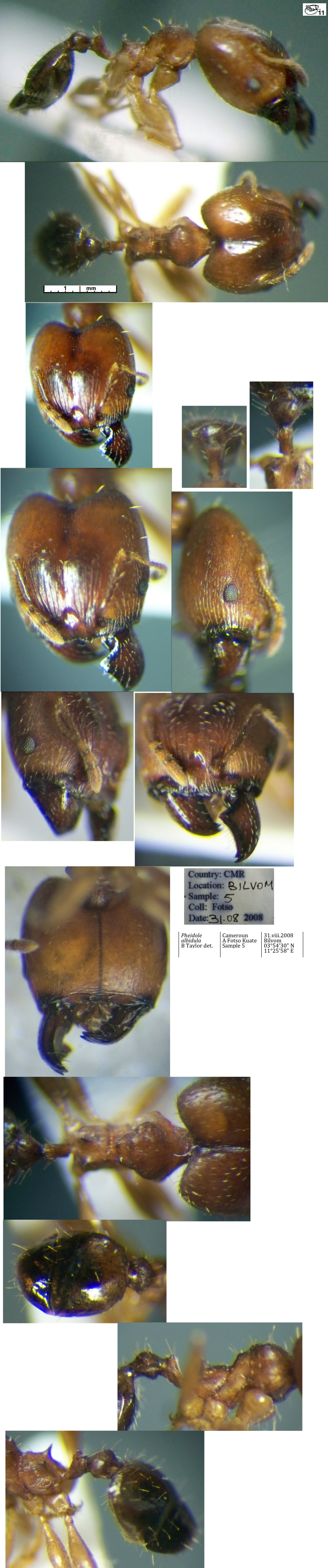 {Pheidole albidula major}