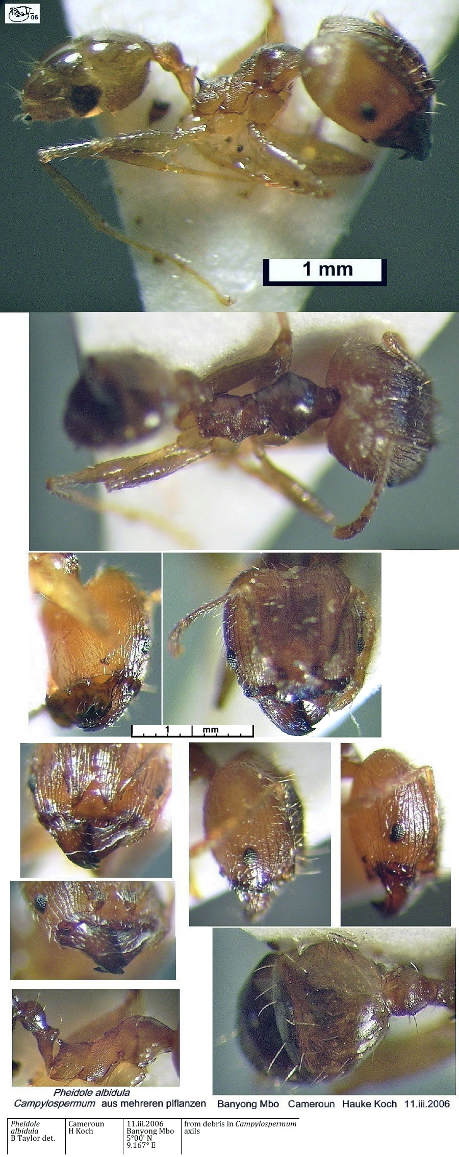 {Pheidole albidula major}