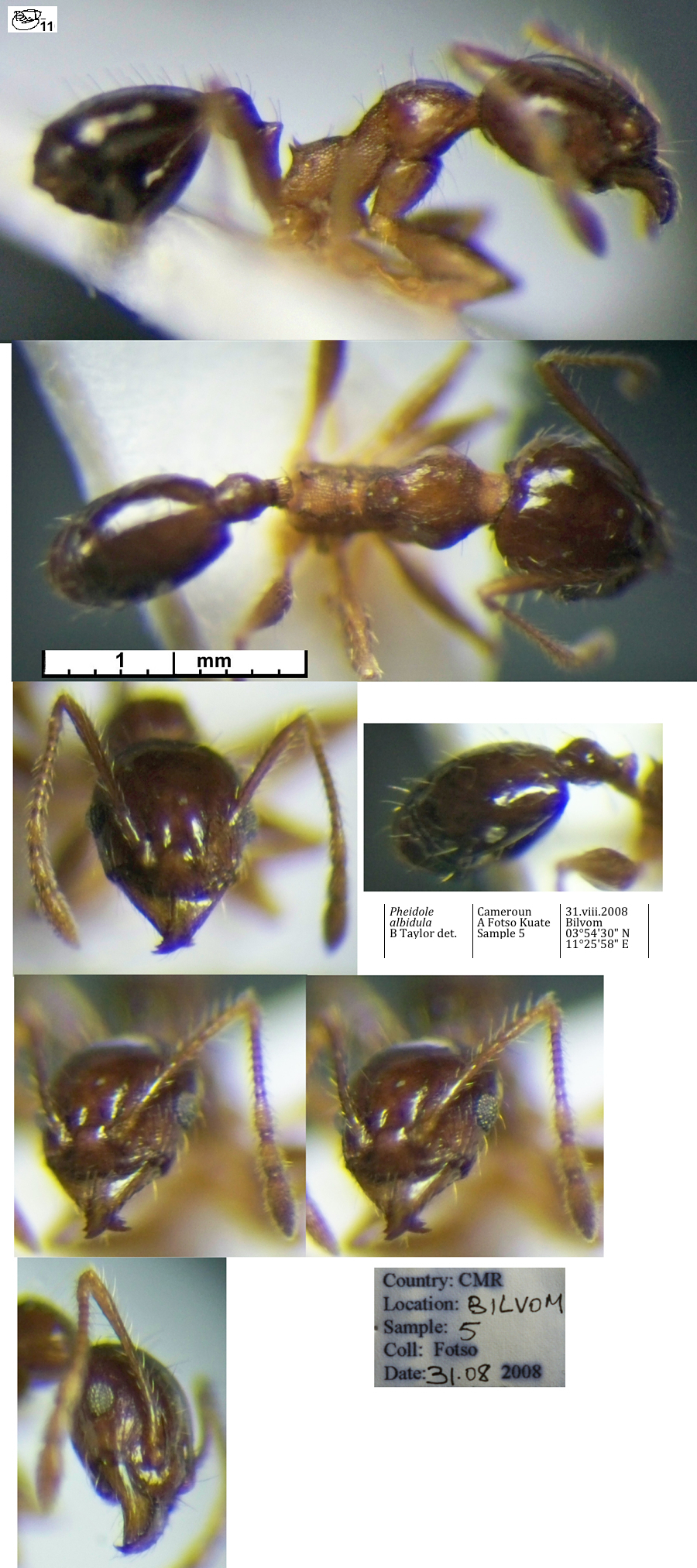 {Pheidole albidula minor}