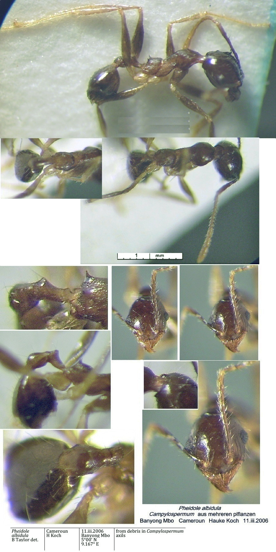 {Pheidole albidula worker}