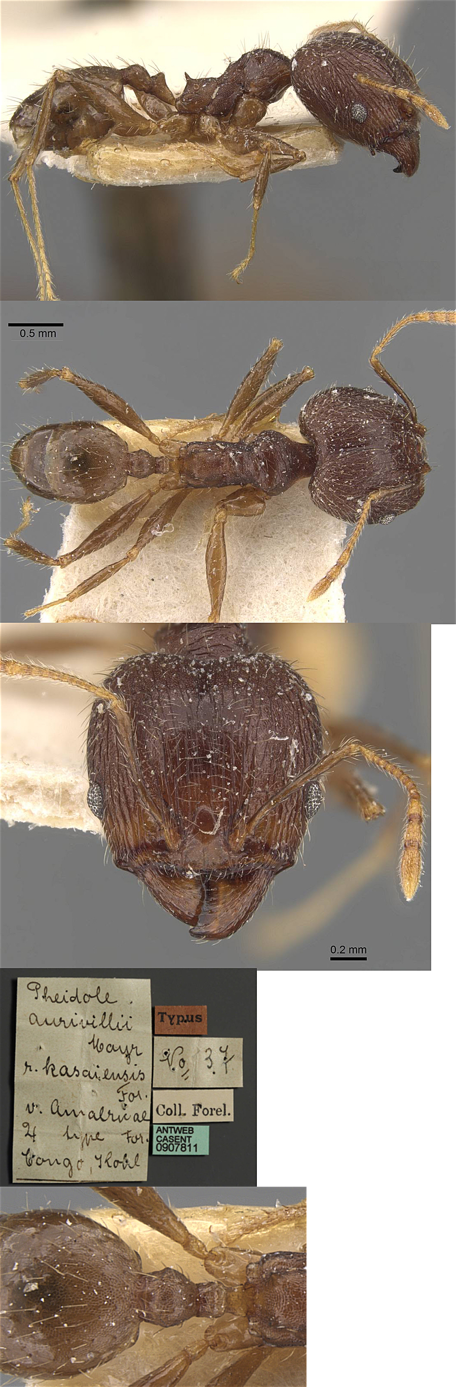 {Pheidole amalricae major}