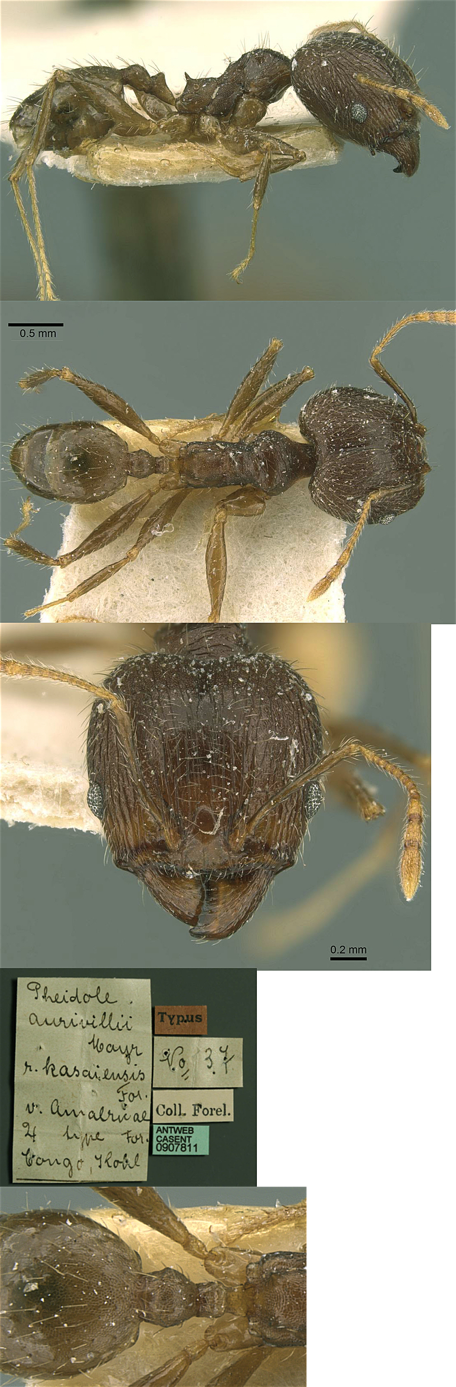{Pheidole amalricae major}