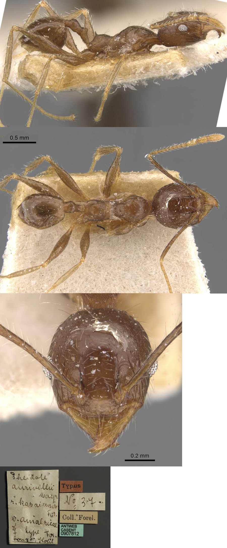 {Pheidole amalricae minor}