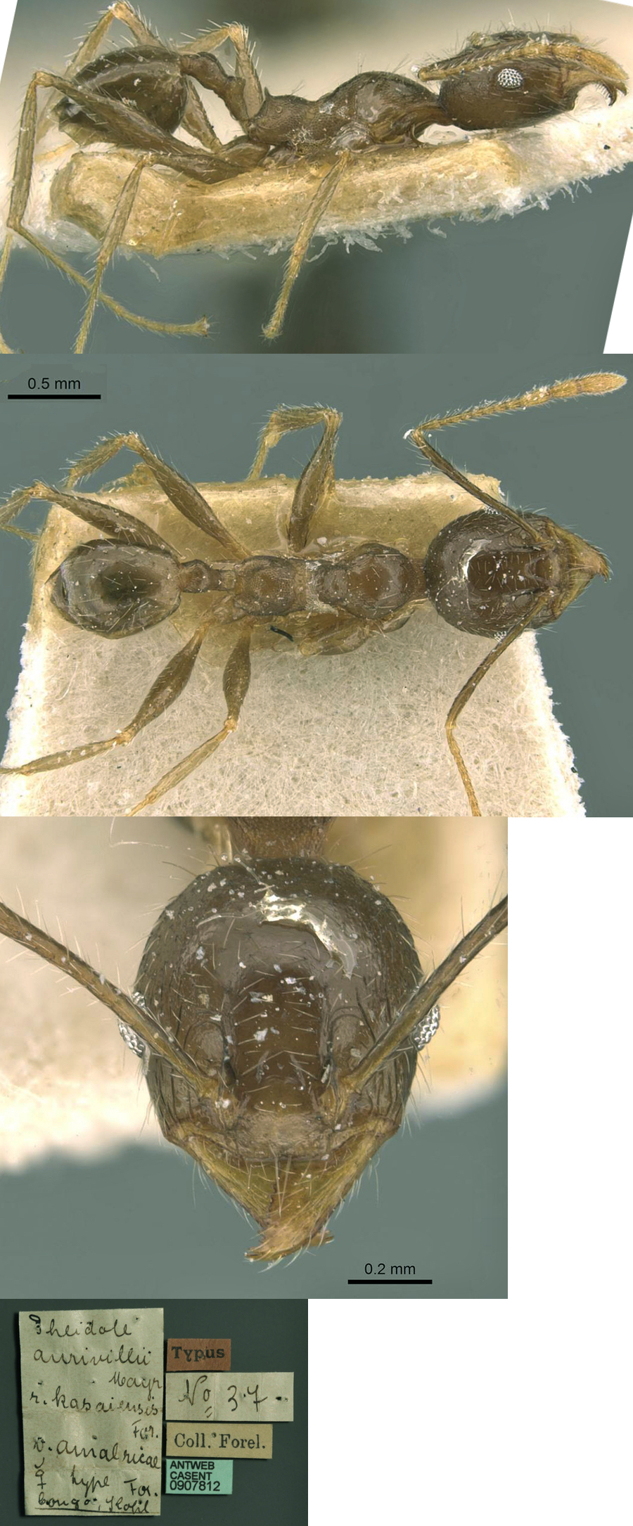{Pheidole amalricae minor}