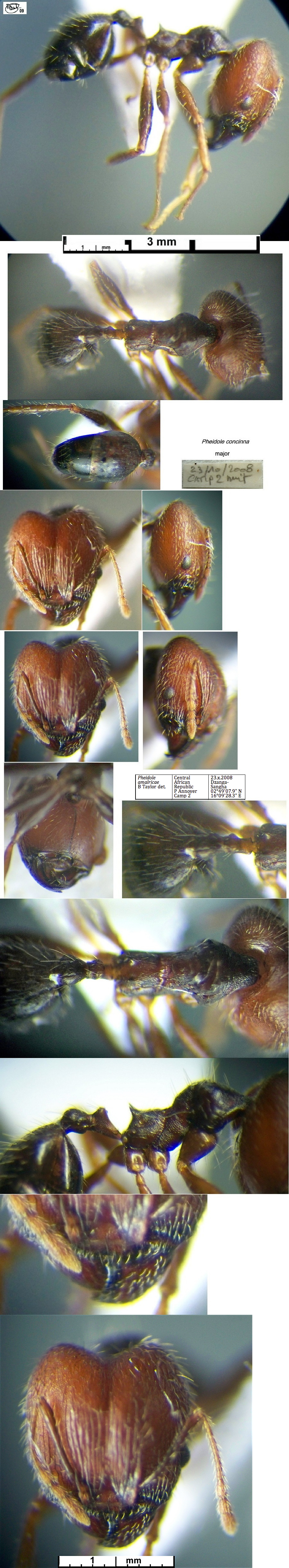 {Pheidole amalricae major}