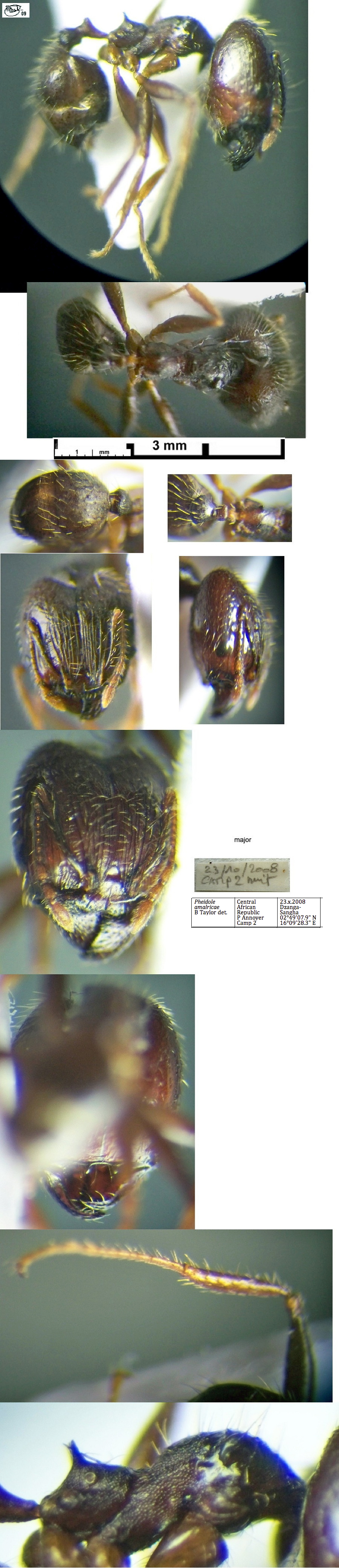 {Pheidole amalricae major}