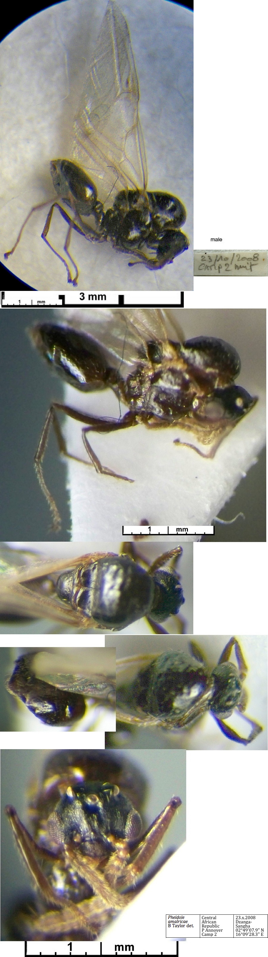 {Pheidole amalricae male}
