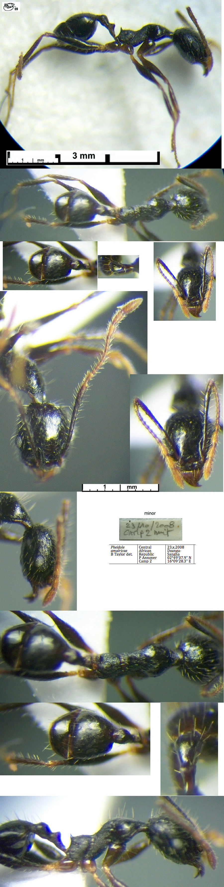 {Pheidole amalricae minor}