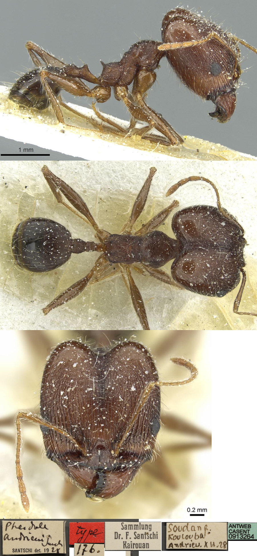 Pheidole andrieui major