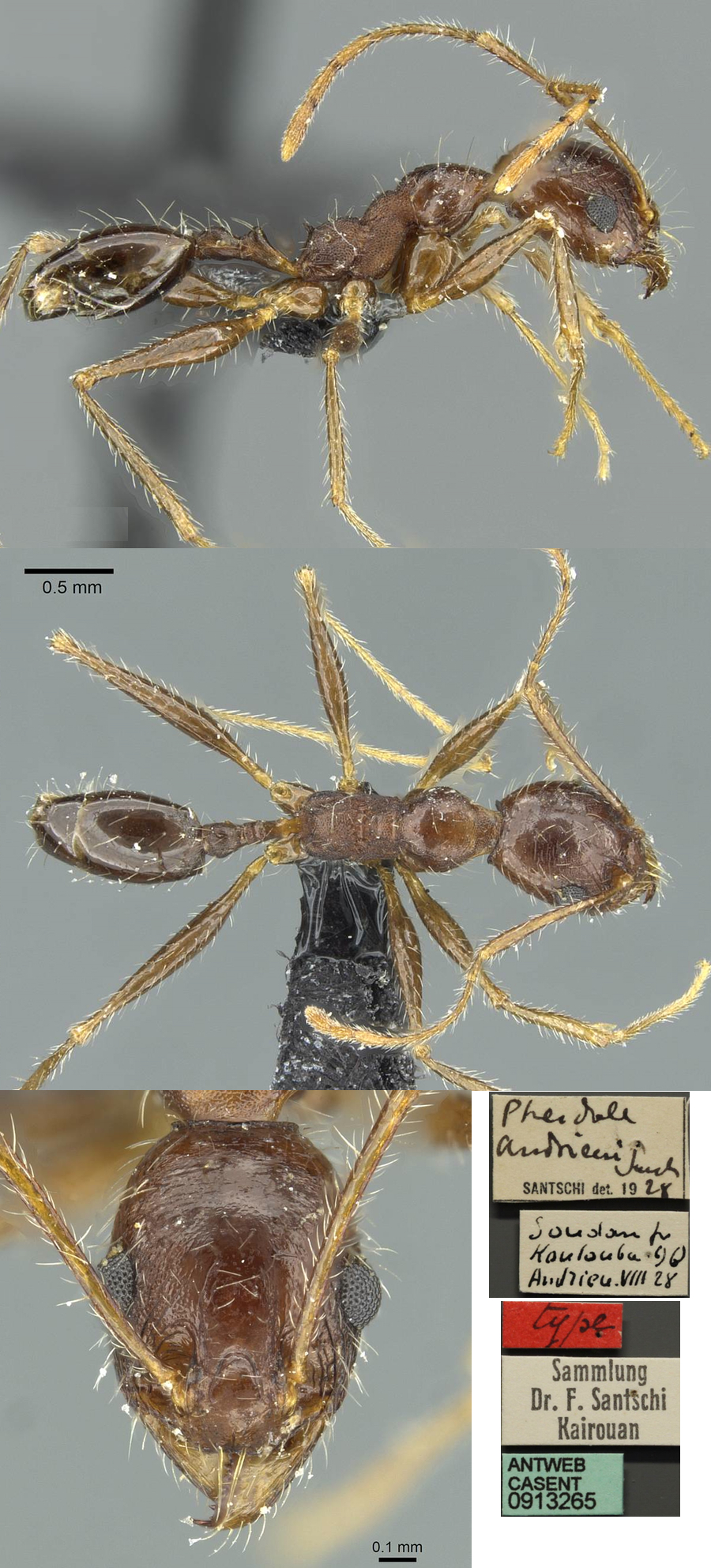 Pheidole andrieui minor