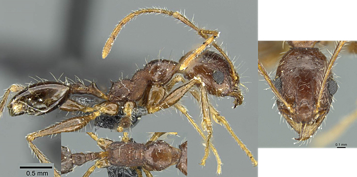 {Pheidole andrieui minor}