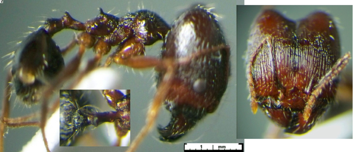 Pheidole andrieui