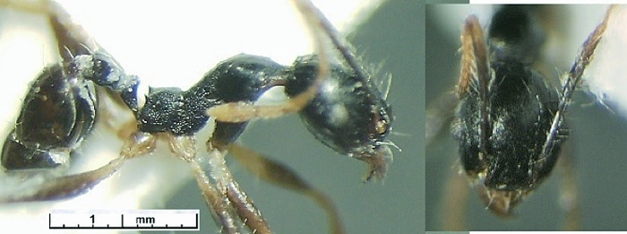 Pheidole andrieui minor