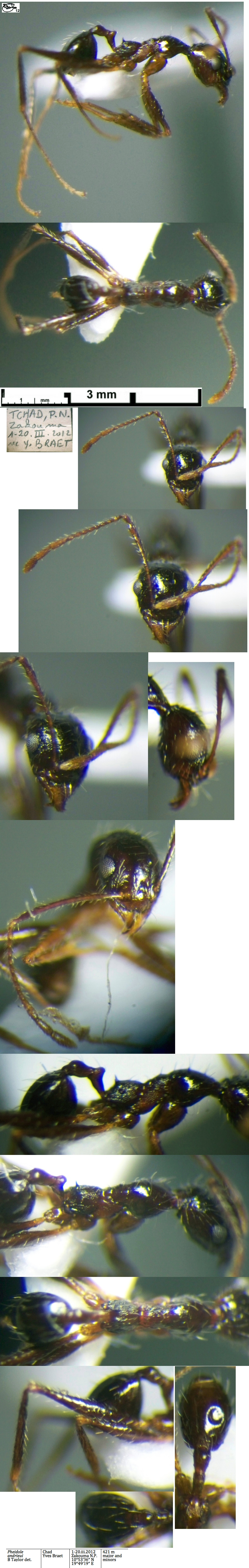 {Pheidole andrieui}