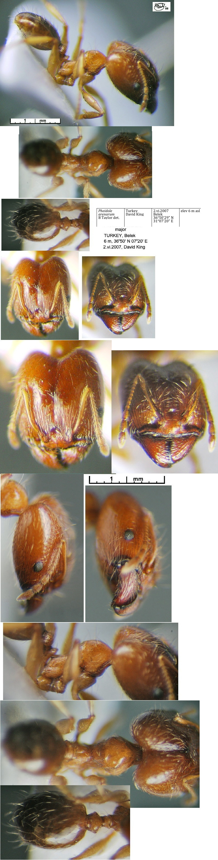 {Pheidole arenarum  soldier}