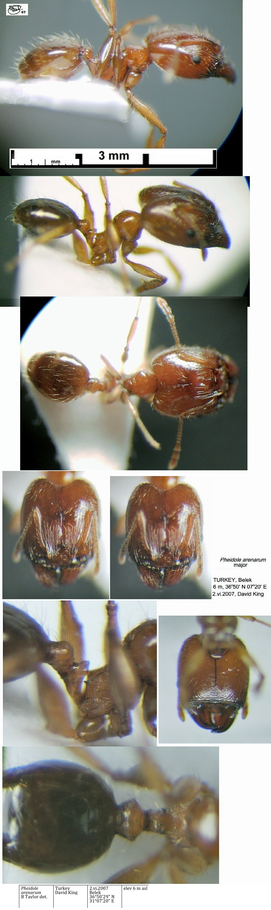 {Pheidole arenarum  soldier}