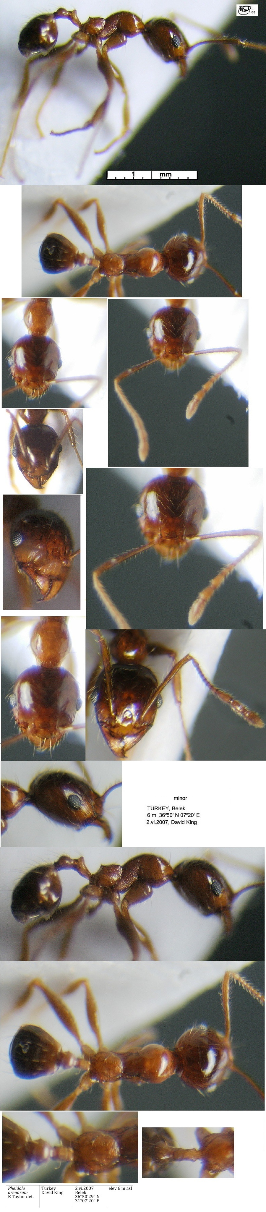 {Pheidole arenarum minor}