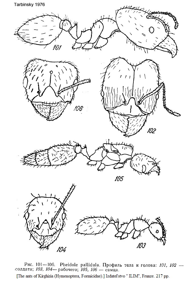 {Pheidole arenarum ?}