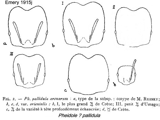 {Pheidole pallidula arenarum}