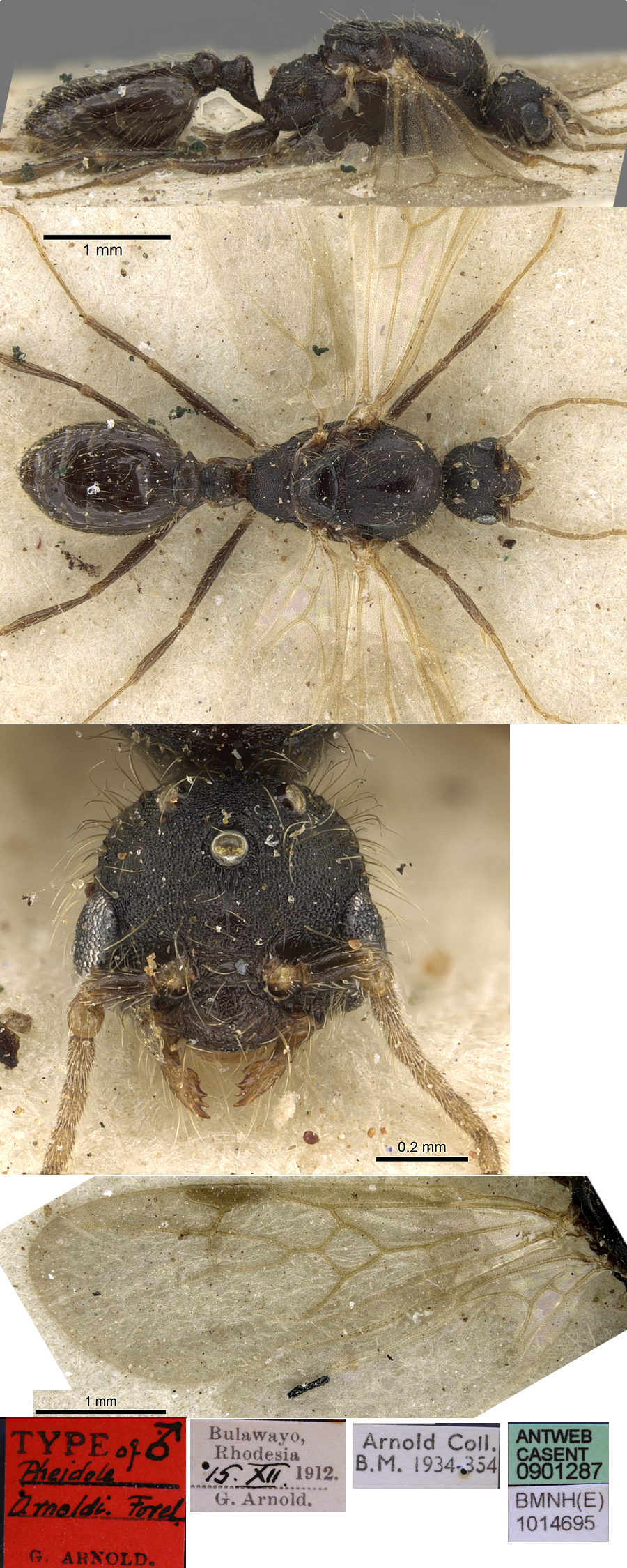 Pheidole arnoldi male