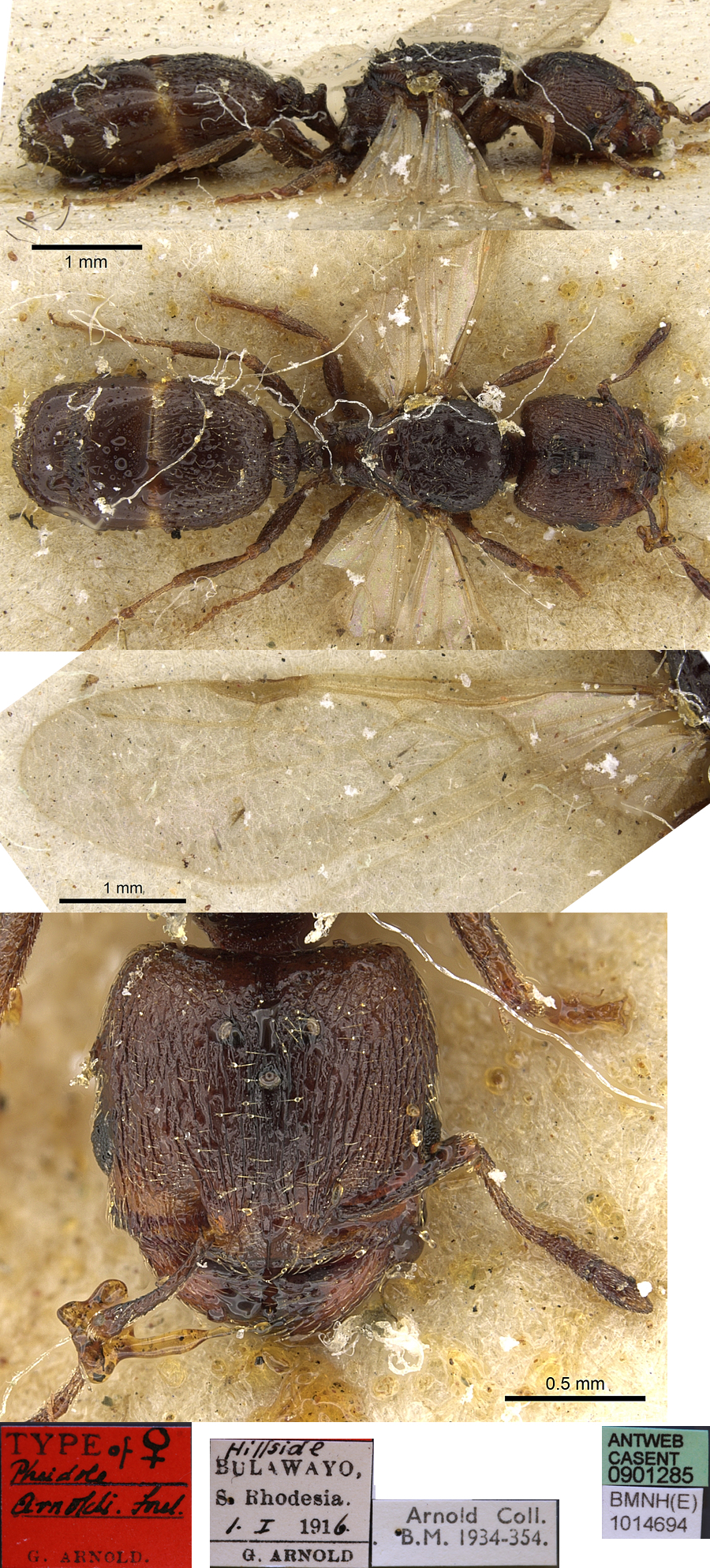 {Pheidole arnoldi queen