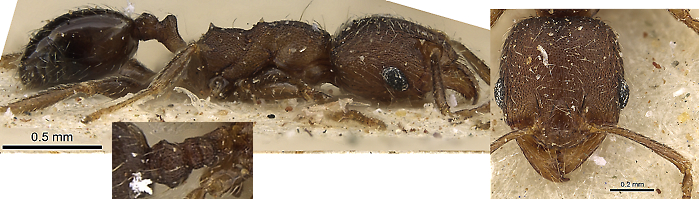 {Pheidole arnoldi mnior}