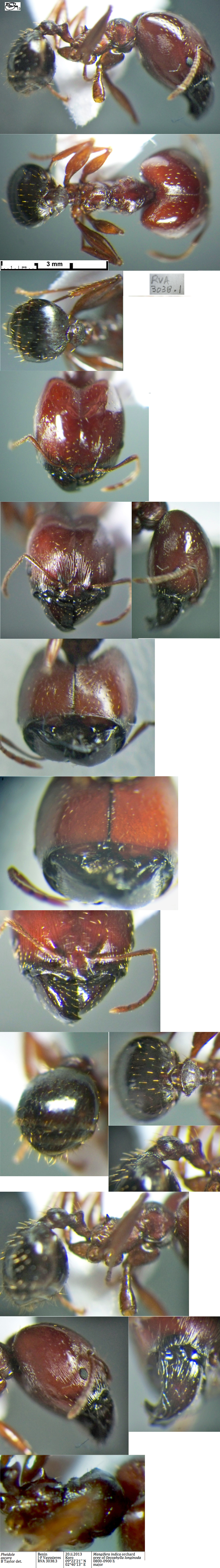 Pheidole ascara major