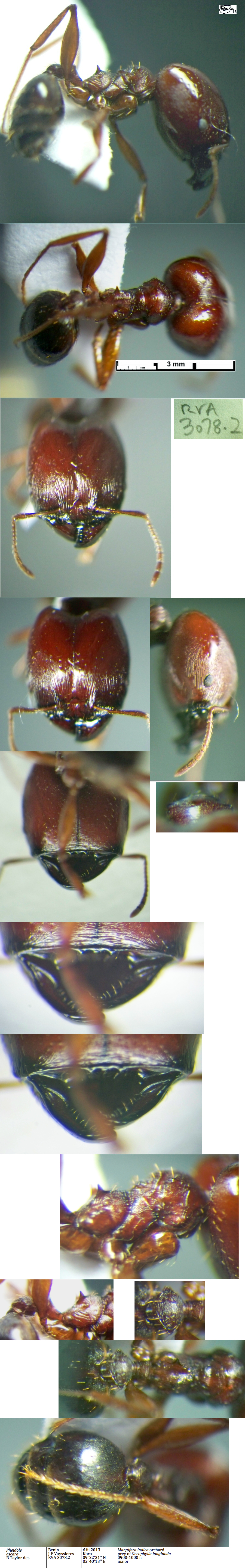 Pheidole ascara major