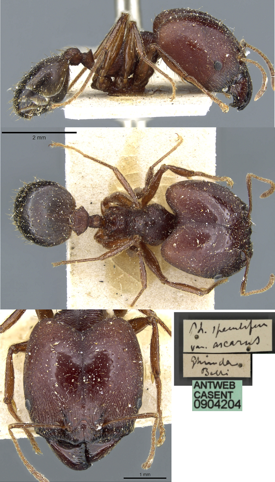 {Pheidole speculifera ascara major