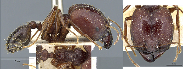 Pheidole ascara major