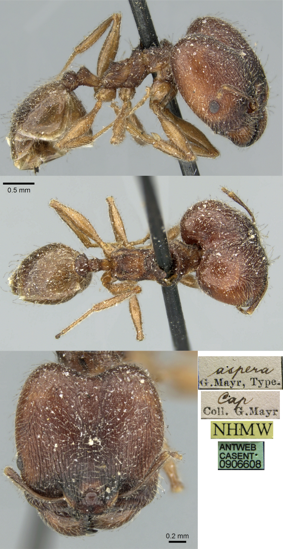 Pheidole aspera major