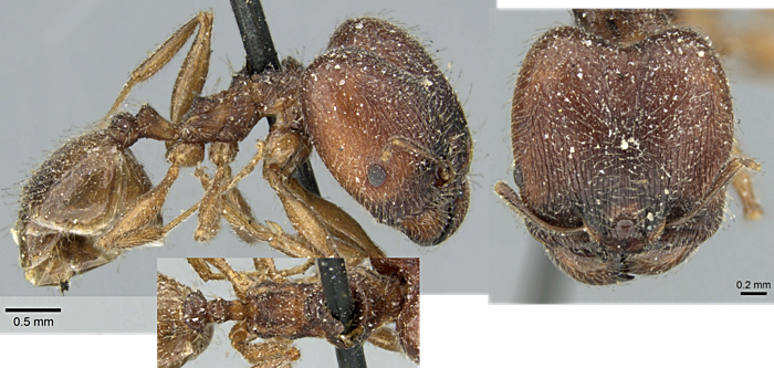 {Pheidole aspera}