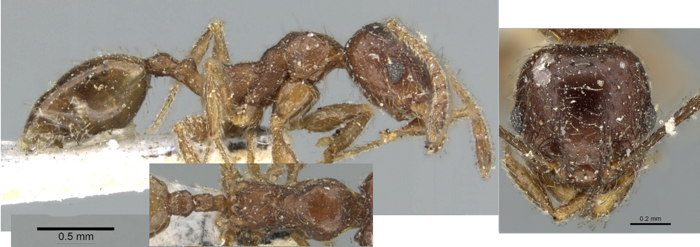 {Pheidole aspera minor}