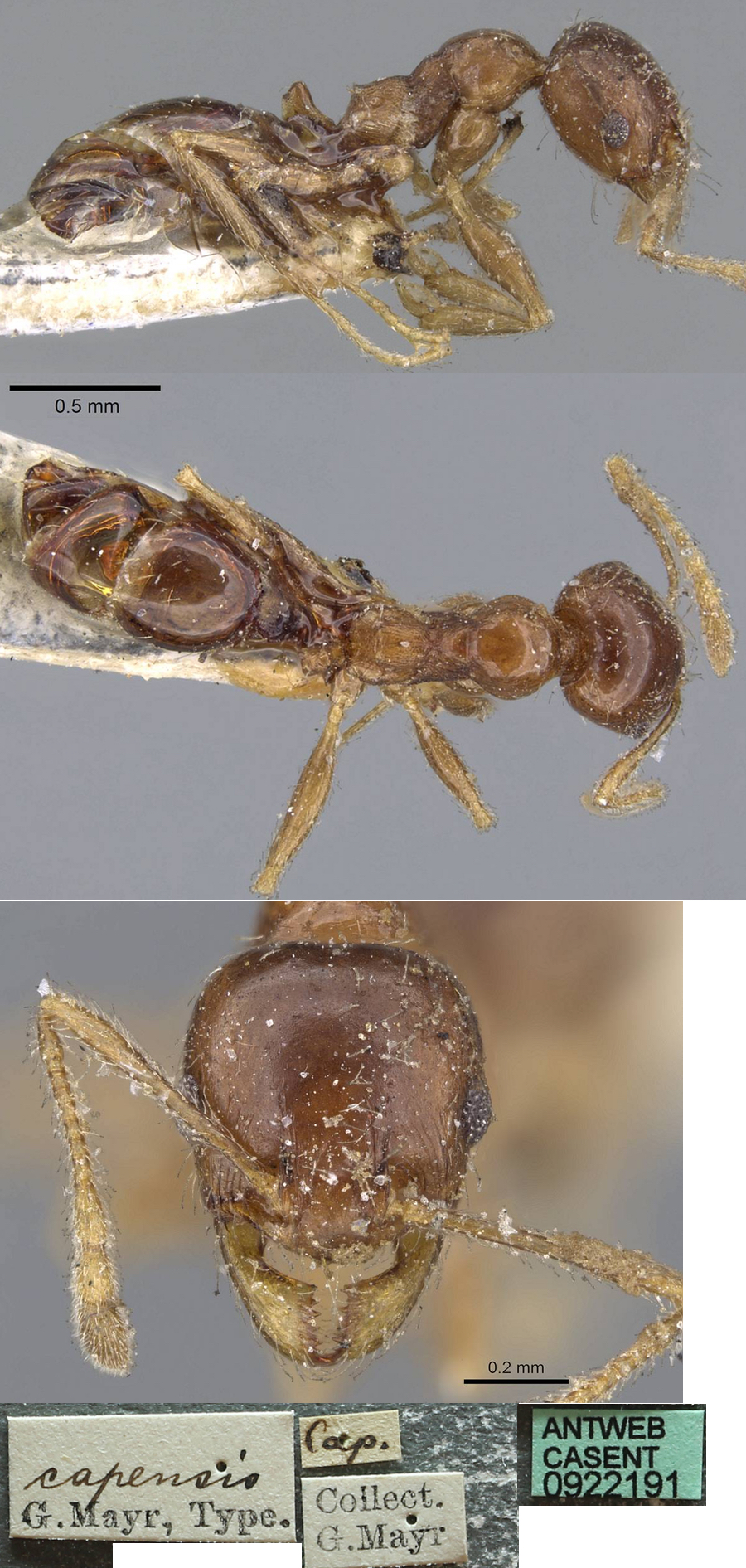 {Pheidole aspera minor}