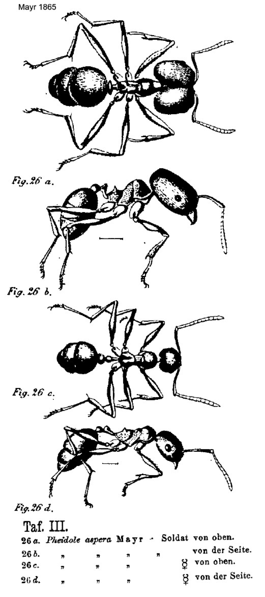 {Pheidole aspera}