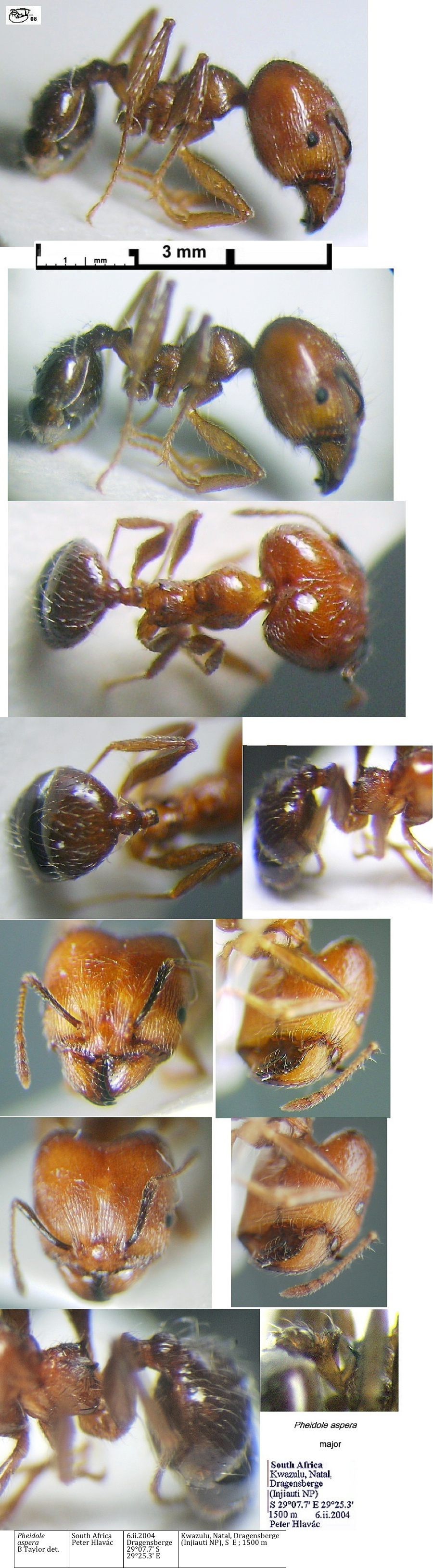 {Pheidole aspera major}