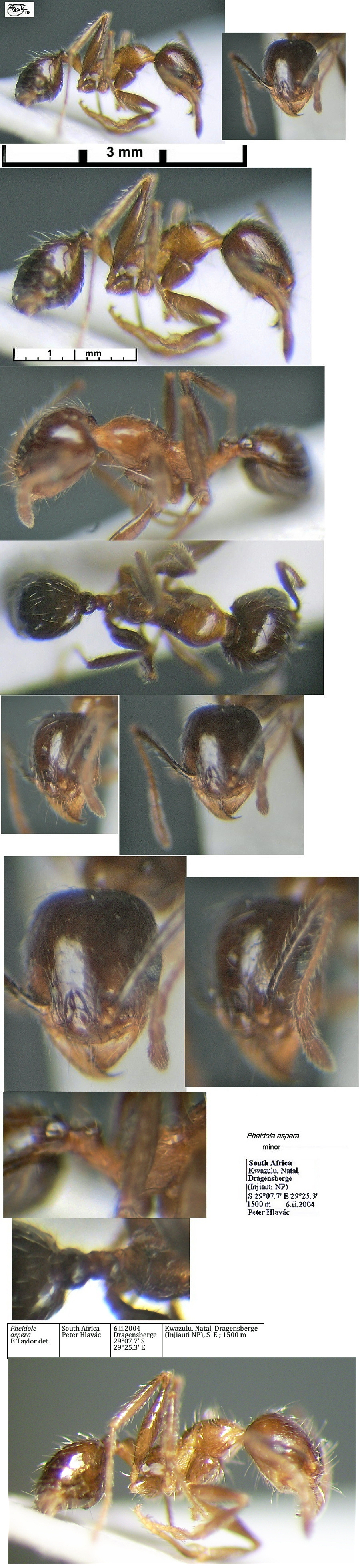 {Pheidole aspera minor}