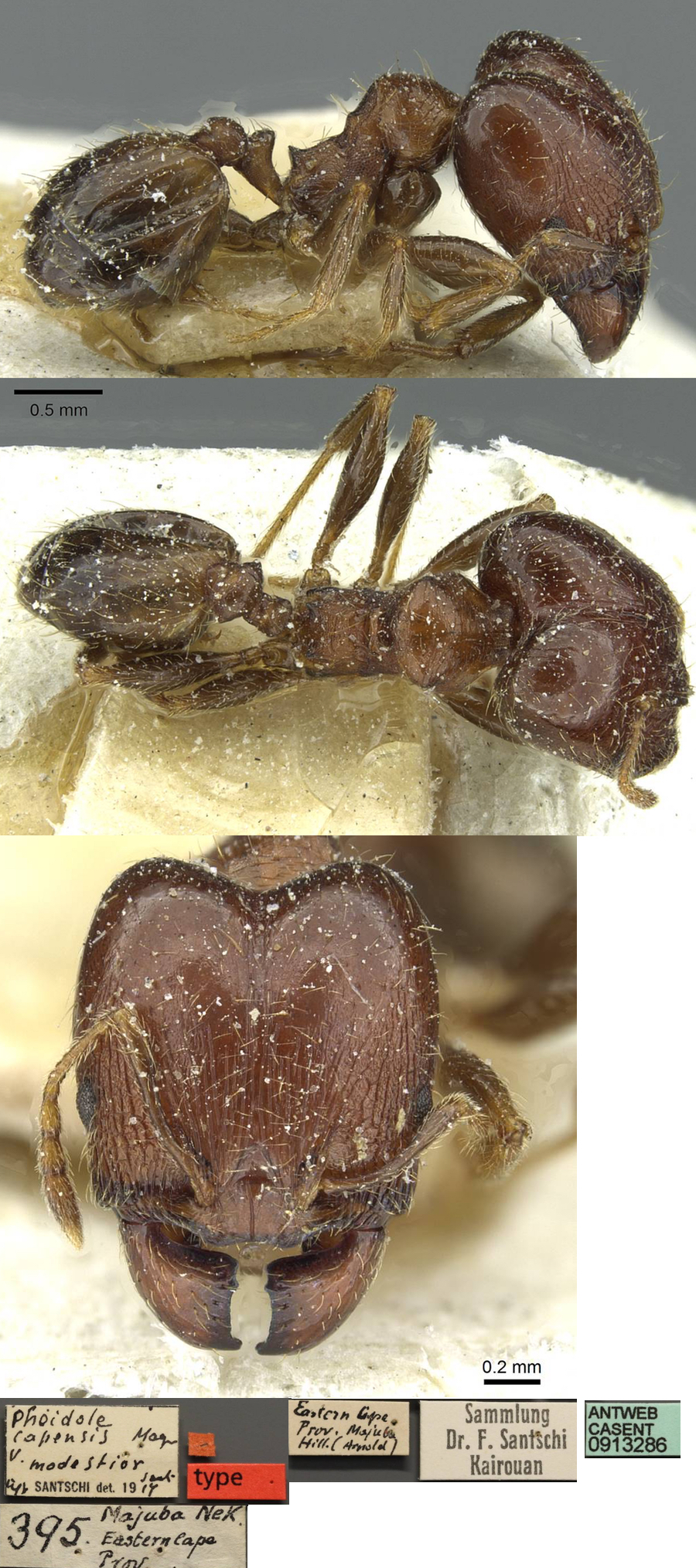 Pheidole aspera modestior major