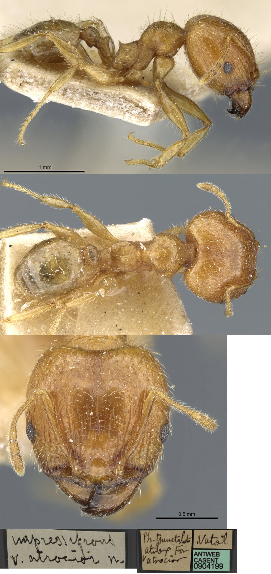 Pheidole atrocior major