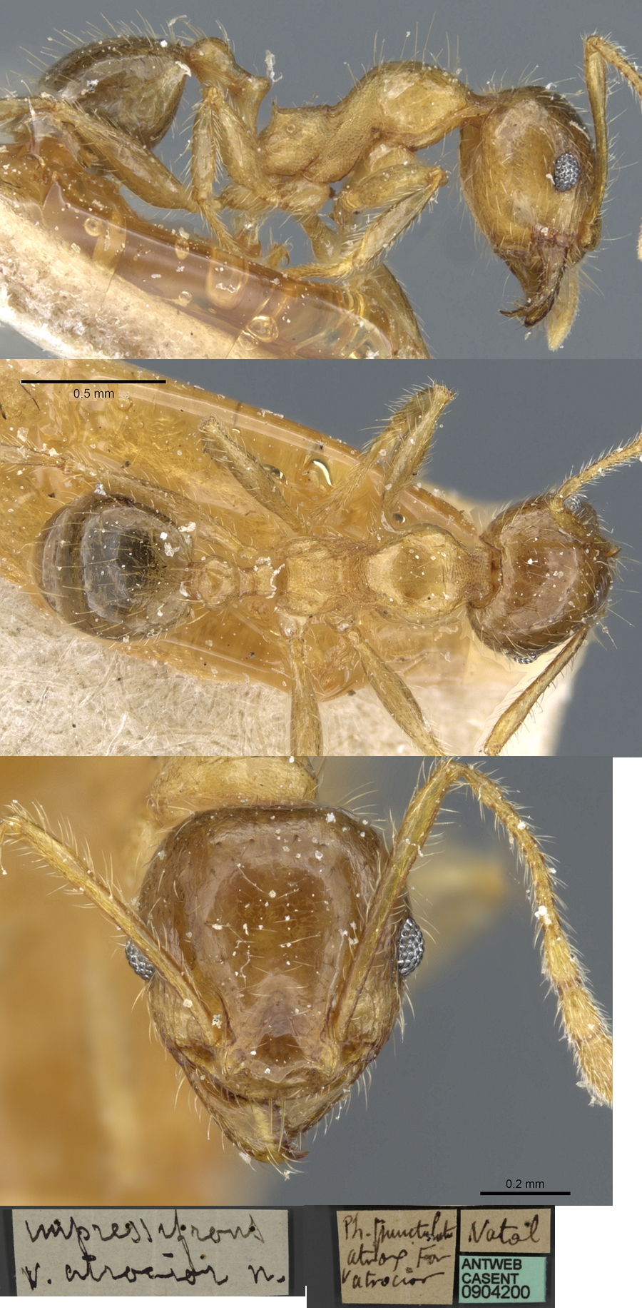{Pheidole atrocior minor}