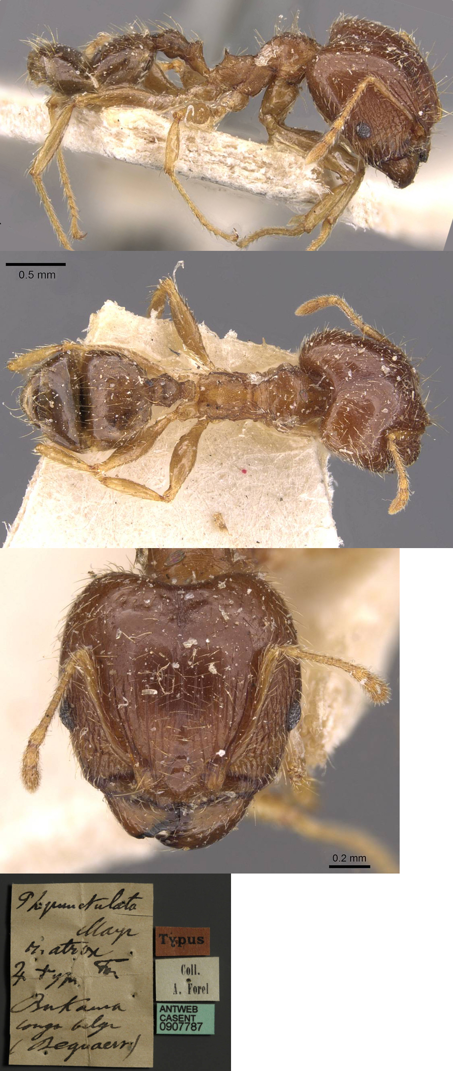 Pheidole atrox major