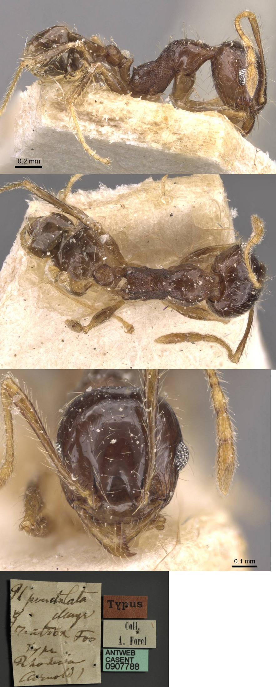 {Pheidole atrox minor}