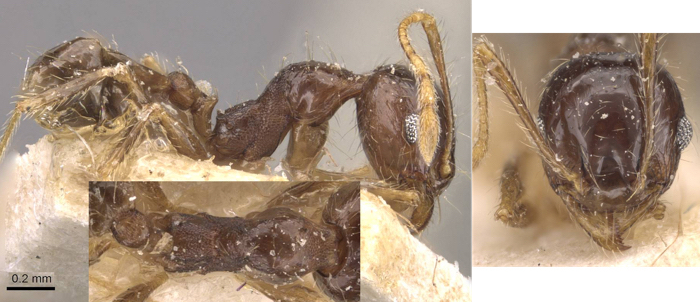 {Pheidole atrox minor}
