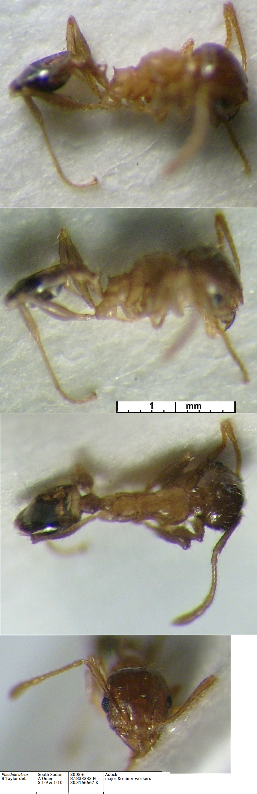 {Ph atrox minor}