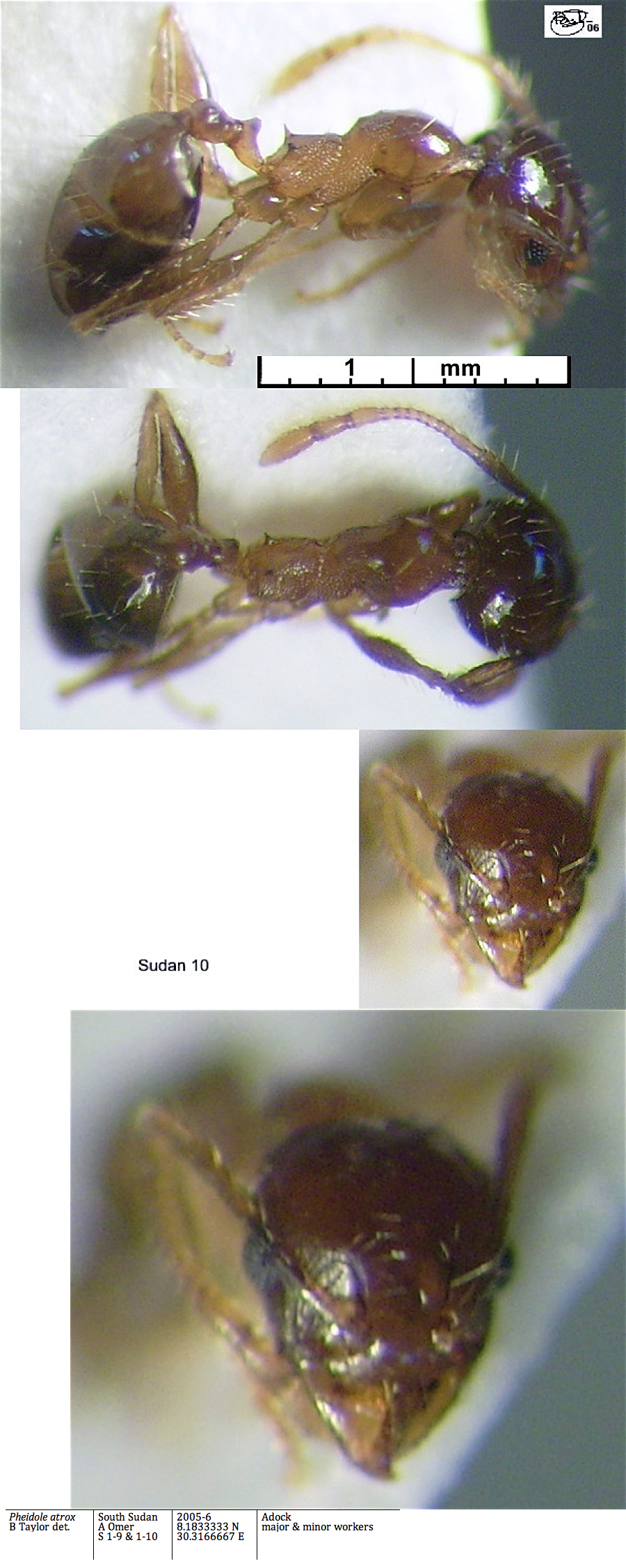 {Ph atrox minor}